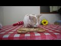 【asmr】子猫がドライささみを食べてみた　sounds eaten by a cat