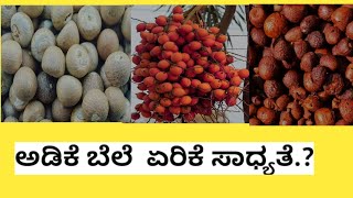 Today arecanut price I shivmogga arecanut price I  APMC markets rate today I  shivmogga adike bele