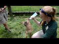 Antelope fawns fed from bottles at ZooAmerica in Hershey.