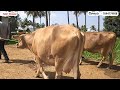 மாடு கன்று ஈன்ற உடன் என்ன செய்ய வேண்டும் மாடு மாடுவளர்ப்பு hfcow cow பால்மாடு பசுமாடு