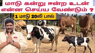 மாடு கன்று ஈன்ற உடன் என்ன செய்ய வேண்டும் ???  #மாடு #மாடுவளர்ப்பு  #hfcow #cow #பால்மாடு #பசுமாடு