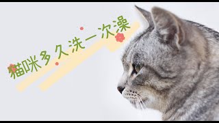 猫咪多久洗一次澡