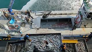 知床、鮭の水揚げとサケの遡上(パート２）Salmon in Shiretoko peninsula in autumn（part 2)