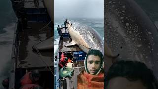 বড় মাছ!! Big fish #fish #big_fish_video