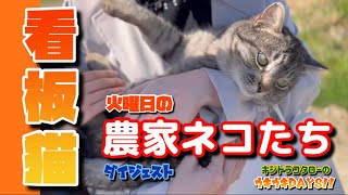 【火曜日の農家ネコたち】看板猫の出番が来た🐈‍⬛🐈