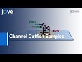 Fluorescent Immuno-Chemistry For Detection: Edwardsiella ictaluri l Protocol Preview