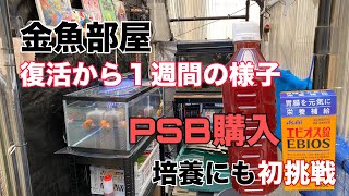 【金魚】金魚部屋復活から１週間の様子とPSB購入#金魚 #金魚飼育 #らんちゅう #江戸錦 #琉金 #東錦 #PSB