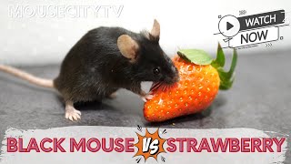 Black Mouse vs Strawberry - the grand final!