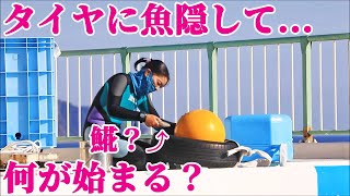 【必見】今更ですが・・・鴨川シーワールドのシャチが賢すぎてビックリ!!  Kamogawa Sea World Orca