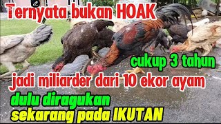 Konsep baru perlu ditiru. !! 3 tahun bisa jadi miliarder dari 10 ekor ayam