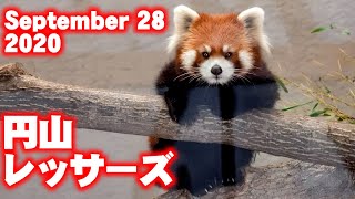 【レッサーパンダ】今日の円山レッサーズ　September 28 , 2020　Red Pandas at Maruyama Zoo