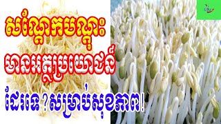 អត្ថប្រយោជន៍សុខភាពដ៏អស្ចារ្យនៃសណ្តែកបណ្ដុះ...