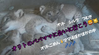 オリトのパパママに会いに普通電車（4時間）で桐生が岡動物園に行こう🚃#桐生が岡動物園 #ライオン #チャコ#ライラ#オリト