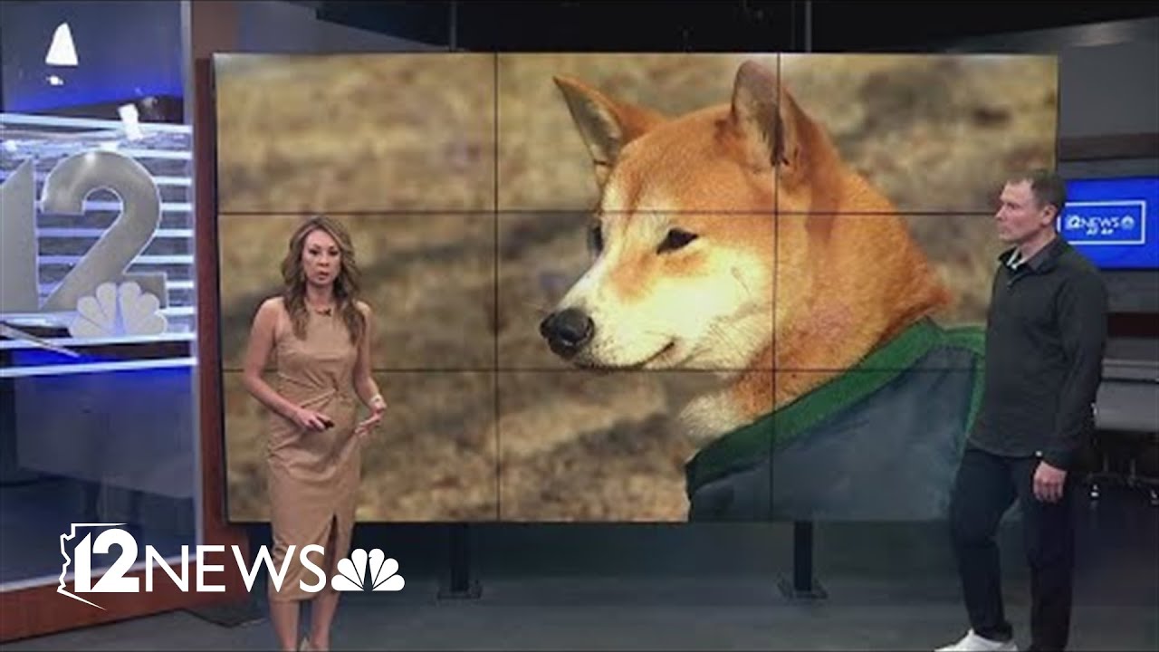 Arizona Vet Discusses Mystery Dog Illness Spreading Across US - YouTube