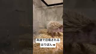 ハリネズミ 飼育 掃除 はりぽん #hedgehog #pet #care #cute