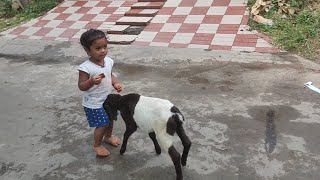 baby goat 🐐- kids playing yelling and jumping watch kids best video