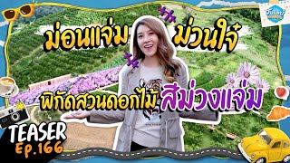 บุกม่อนแจ่ม ชมทุ่งมากาเร็ต เด็ดได้ใจ! I TEASER I ONE DAY SPECIAL EP.166 I เชียร์ ฑิฆัมพร