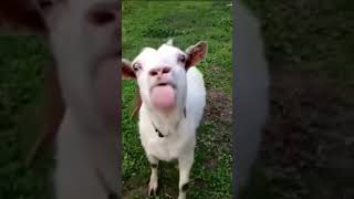 funny goat short | goat funny | funny goat voice | goat voice |#funnygoat #funnyvideo