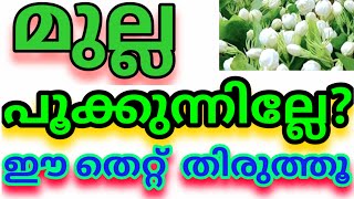 Jasmine plant care malayalam/Mulla chedi/Jasmine plant growing malayalam/How to grow jasmine plant