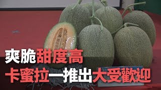 爽脆甜度高 ”卡蜜拉”一推出大受歡迎【央廣新聞】