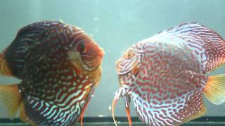 Discus pair fights when having fry on their backs?