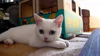 ウチの猫vol.33：疲れてハァハァする仔猫