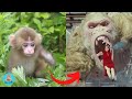 I'm A Big Kid Now || So Cute Baby Animal to Monster #7