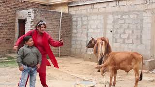 Pothwari Drama - MR SAADA - New Pakistani Comedy drama - Shahzada Ghaffar
