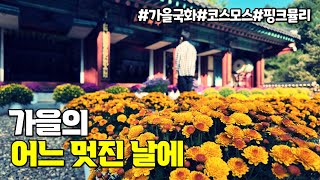 가을꽃과 함께 | 금산에서[4K]