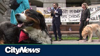 Montreal dog owners worried about the future of Outremont dog park