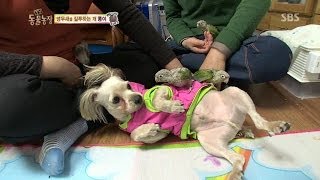 [HOT] 앵무새를 질투하는 개 @TV동물농장 140126