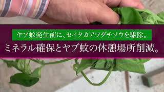 ヤブ蚊発生前に、セイタカアワダチソウを駆除。