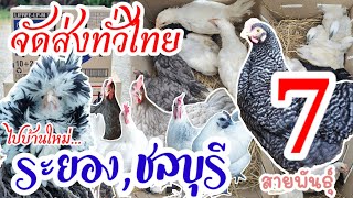 จัดส่งทั่วไทย พาน้องไก่ไข่ ไก่สวยงาม 7 สายพันธุ์แท้ ไปบ้านใหม่ จ.ระยอง กับ จ.ชลบุรี by คำเงินฟาร์ม