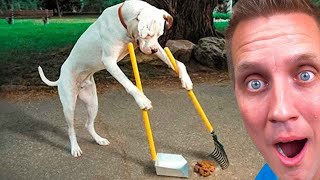 Funny Dogs And Cats Videos 2023 😅👌 - Best Animal Video Compilation Of The Month 😁