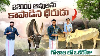 Village Life Style | Cow Farms | గోశాల లో ఒక రోజు | 22000 Cows saved | Ravi Telugu Traveller