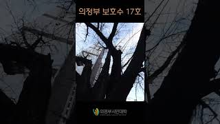 의정부시보호수  #17호