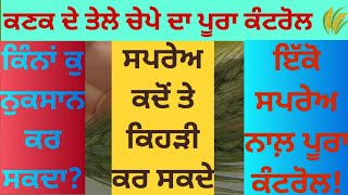 ♦️ਕਣਕ ਦੇ ਤੇਲੇ ਚੇਪੇ ਦਾ ਪੂਰਾ ਕੰਟਰੋਲ ਇੱਕੋ ਤਰੀਕੇ ਨਾਲ 🌾 Control of aphids on wheat #wheat #youtube