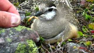 Dotterel.MVI_7474+.AVI