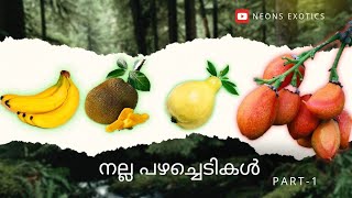 വീട്ടിൽ വെക്കാൻ പറ്റിയ നല്ല പഴച്ചെടികൾ part- 1 | #fruit #garden #bestfruits #mango #abiu