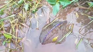 今天看6个甲鱼笼 虽然没中甲鱼 但是今天也够刺激的。