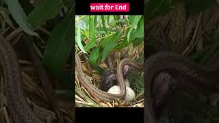 பாம்பிடம் தப்பித்த Baby Bird 😱 இறுதிவரை பாருங்க #snake #birds #viralshorts #shorts