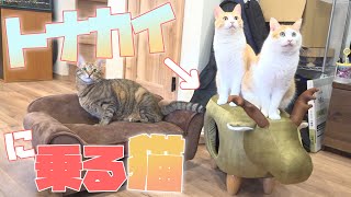 【世界初?】トナカイに乗る猫親子が可愛すぎました...