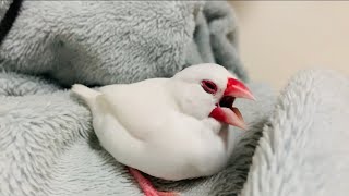 あずきを呼ぶ白文鳥ミルキー☆Java Sparrow.