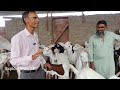 venus goat farm pipad sindhpura dr sukant chawla।