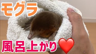 Japanese Mole after bath