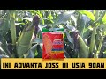 Pertumbuhan jagung advanta joss usia 90an