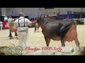 toronto rawf 2024. jersey junior 3 year old class .part 1.second place charlyn vip sicily