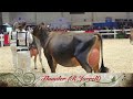 toronto rawf 2024. jersey junior 3 year old class .part 1.second place charlyn vip sicily