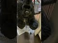 小熊の餌付け体験　 shorts アメリカンコッカースパニエル 犬 americancockerspaniel アメコカ