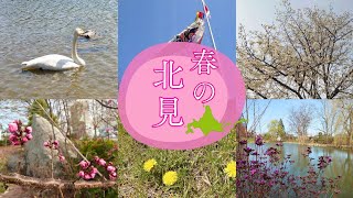 【お花状況vlog🌸】北海道北見市さんぽ🌸2024年4月24日